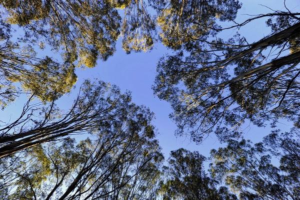 This is an image of trees